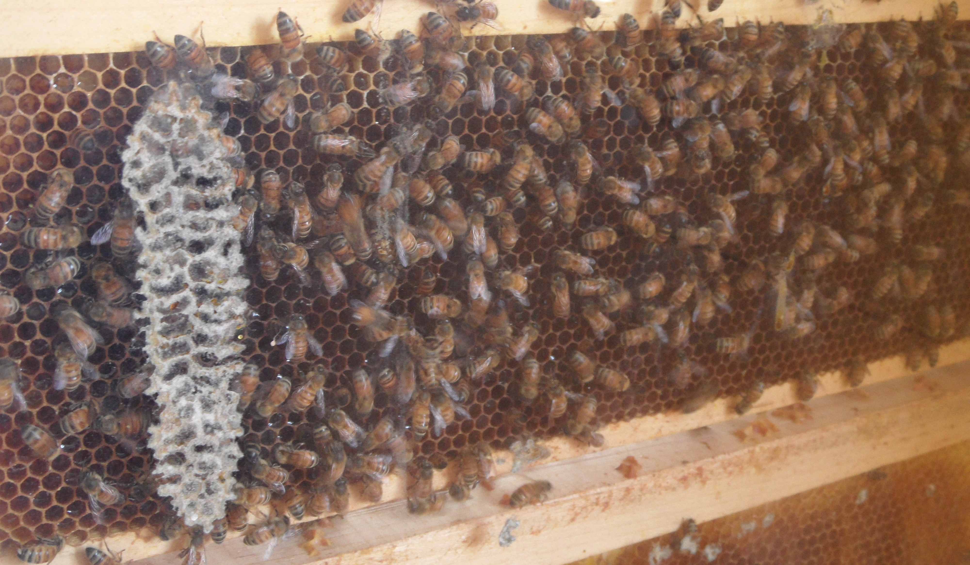 Bees at Hancock Shaker Village