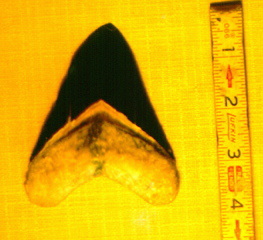 Sharks tooth fossil