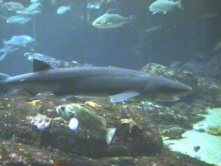 Shark at the Monterey Aquarium Monterey, California