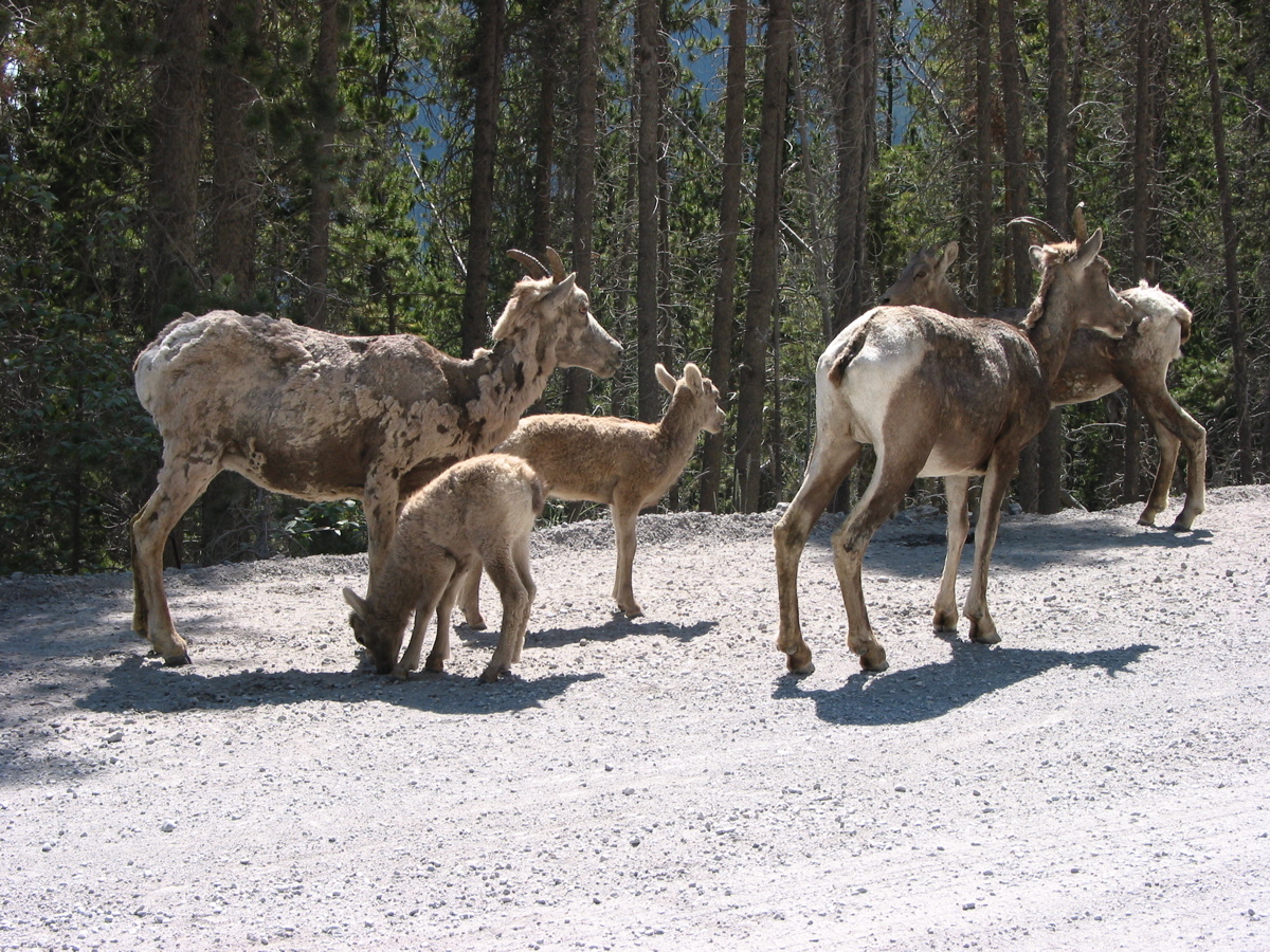 Female Bighorn sheep