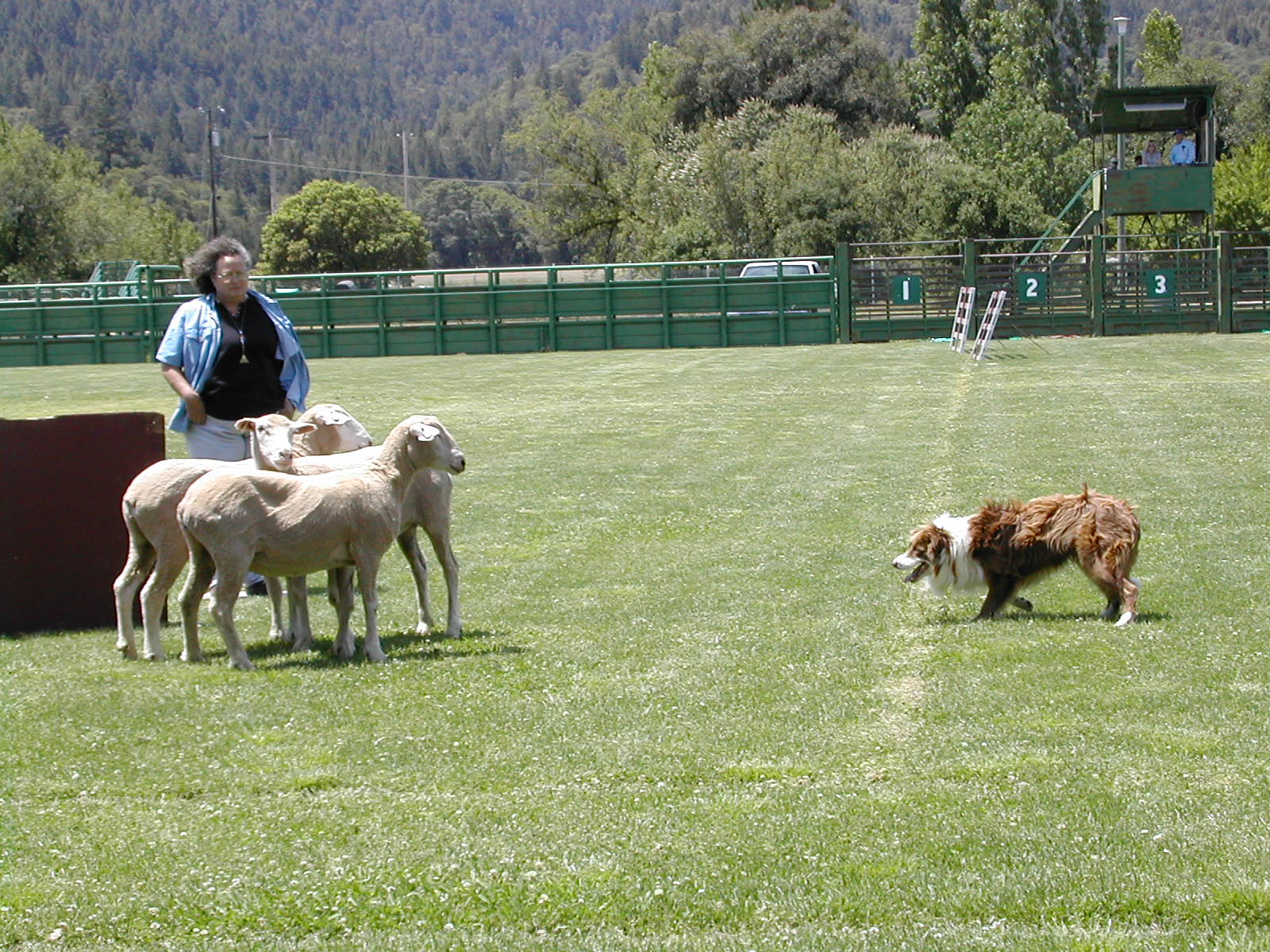 A border collie herds 3 lambs toward a chute