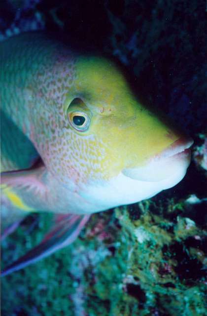 sheepshead.jpg - Sheeps Head