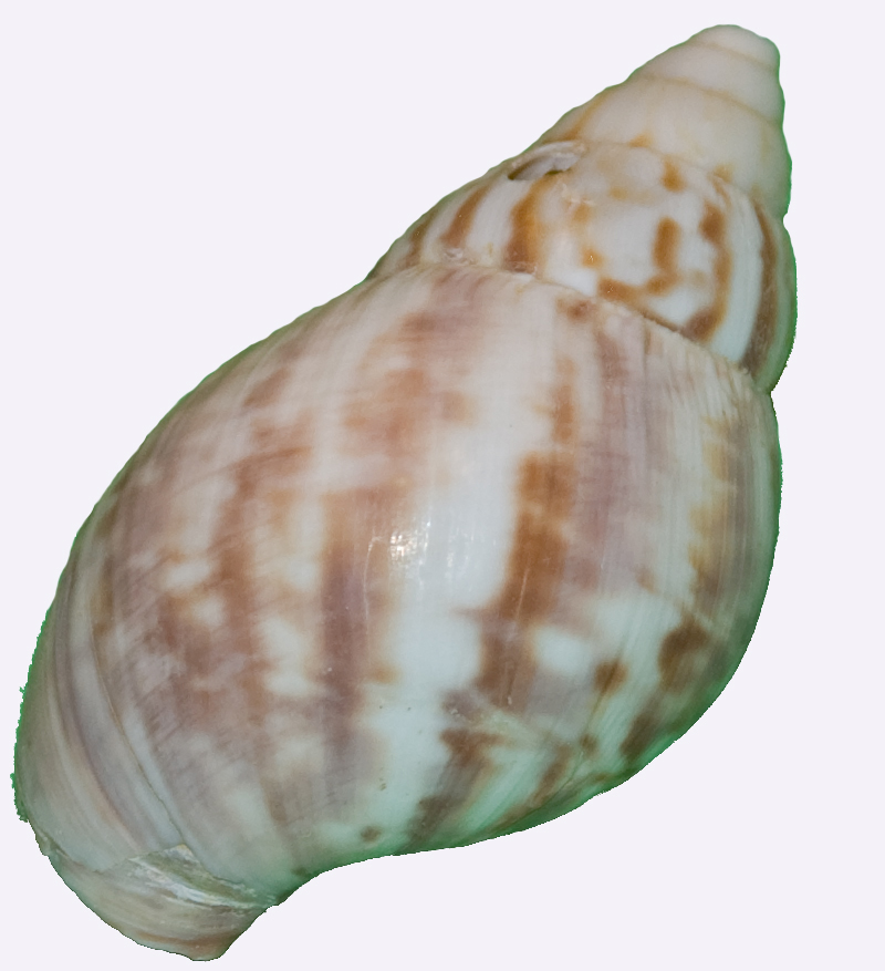 shell1small.jpg