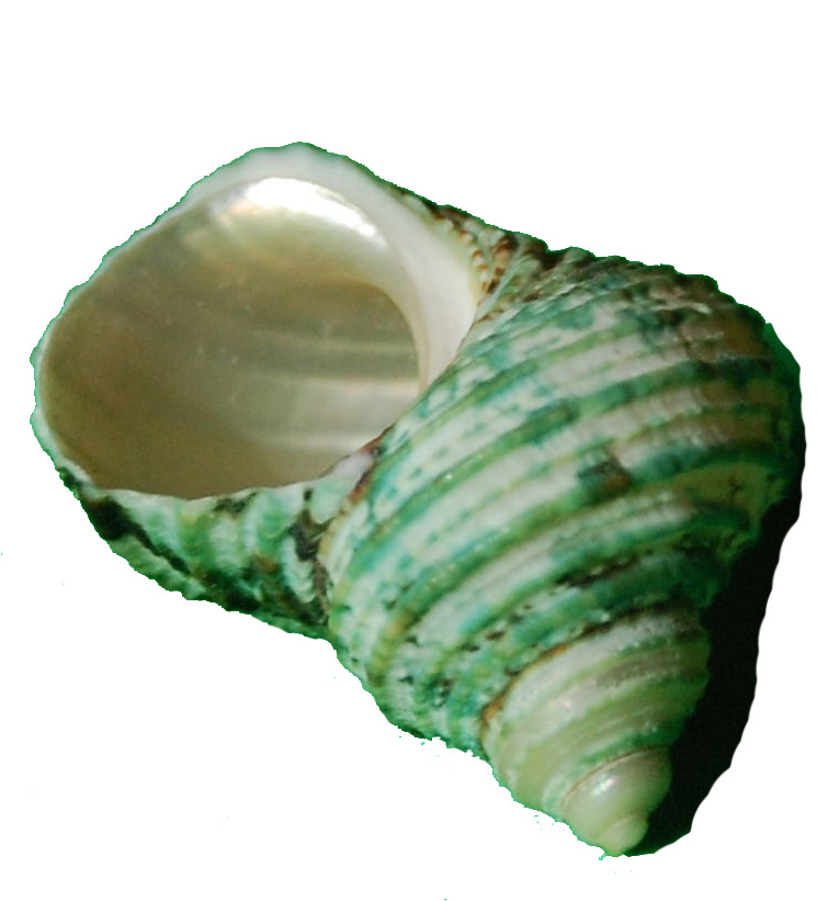 shell4small.jpg