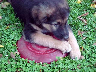 German Shepherd Pup - Ruler of Frisbees!