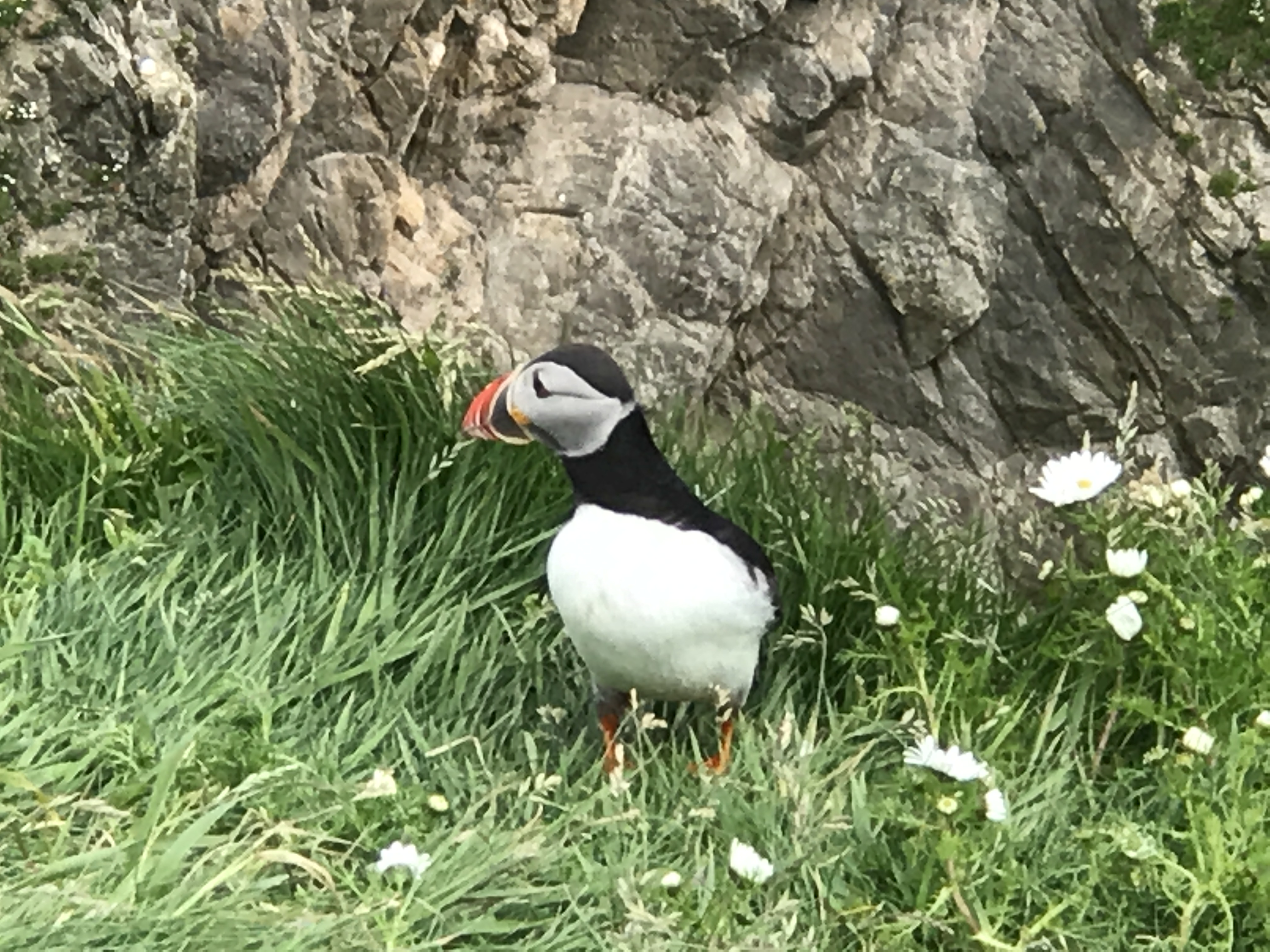 shetlandpuffin.jpg