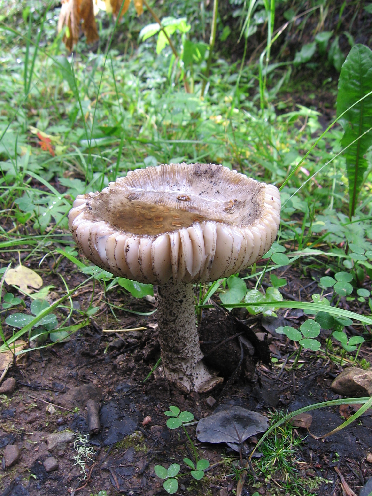 Mushroom capturing precipitation