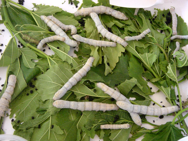 Silkworms on mulberry leaves