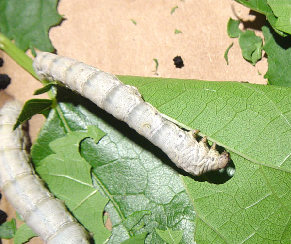 Silkworm eating mulberry leaf: you can see three pairs of real legs