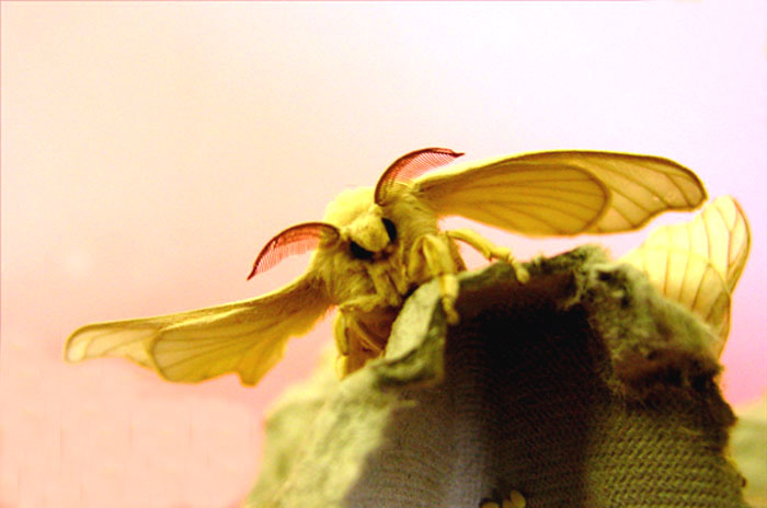 After a few minutes blood pumped into the wings makes them extend (They become longer and harder). But the wings are still too small to lift that heavy body. The adult silkworm moths cannot fly.