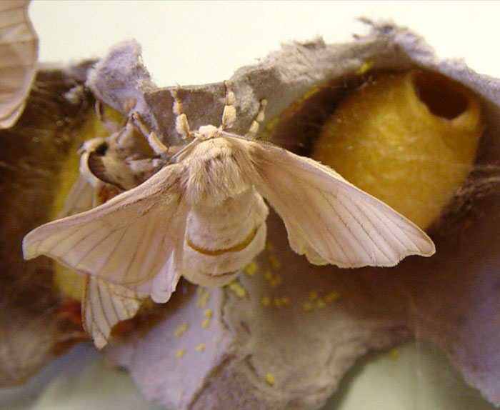 The wings and body of the silkworm moth are covered with white scales.