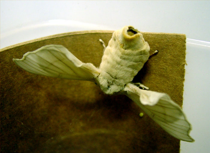 silkworms28.jpg