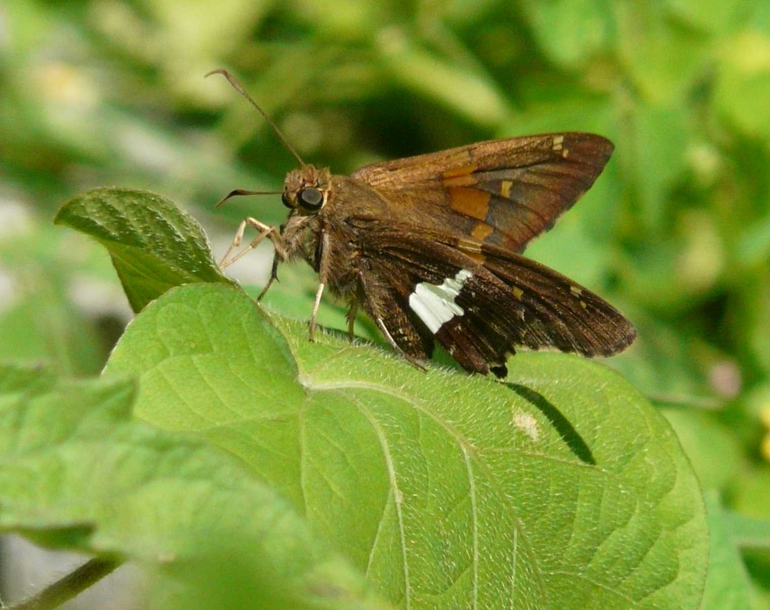 Silver Spotted Skipper Side View