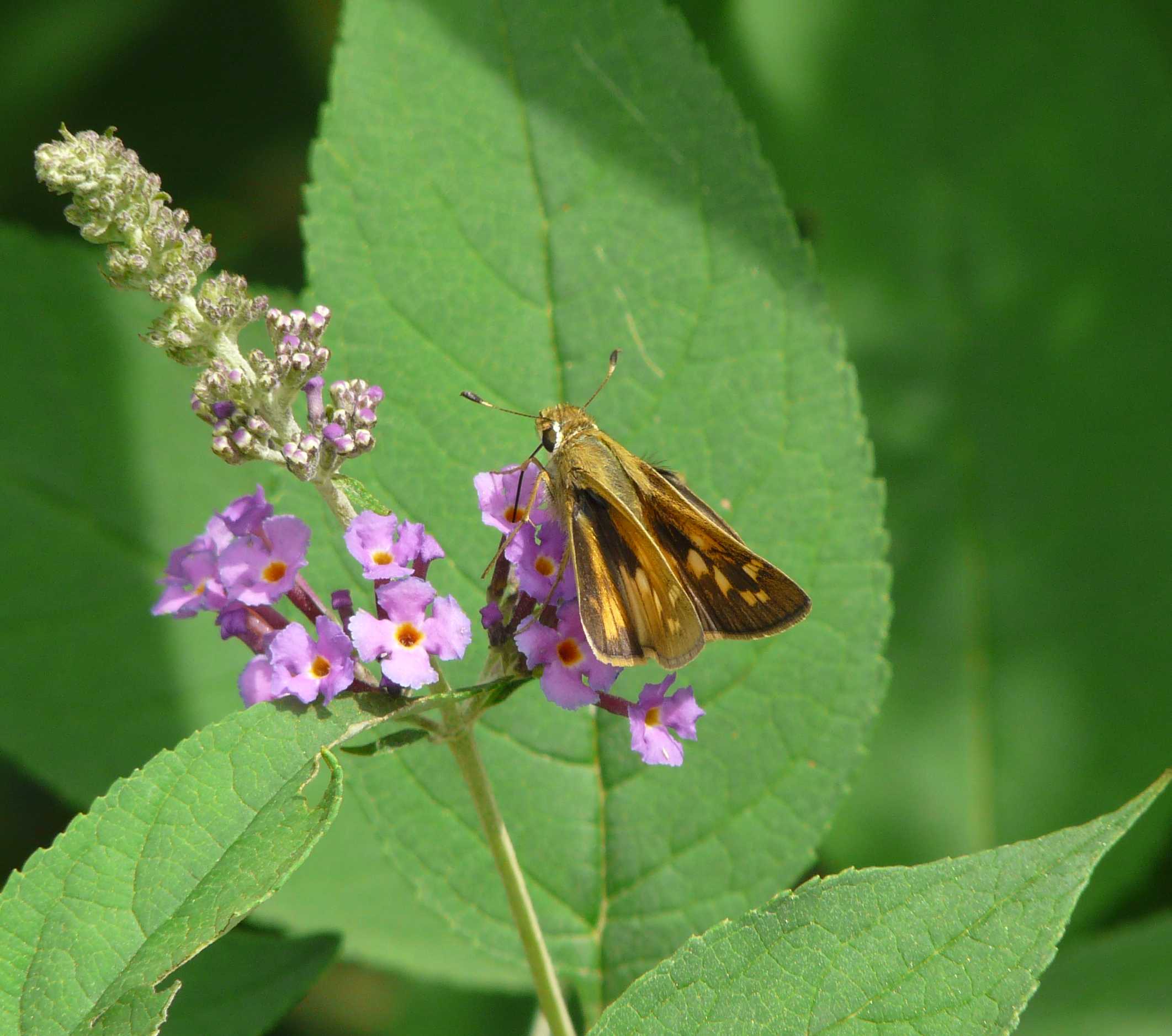 Silver Spotted Skipper on Butterfly Bush