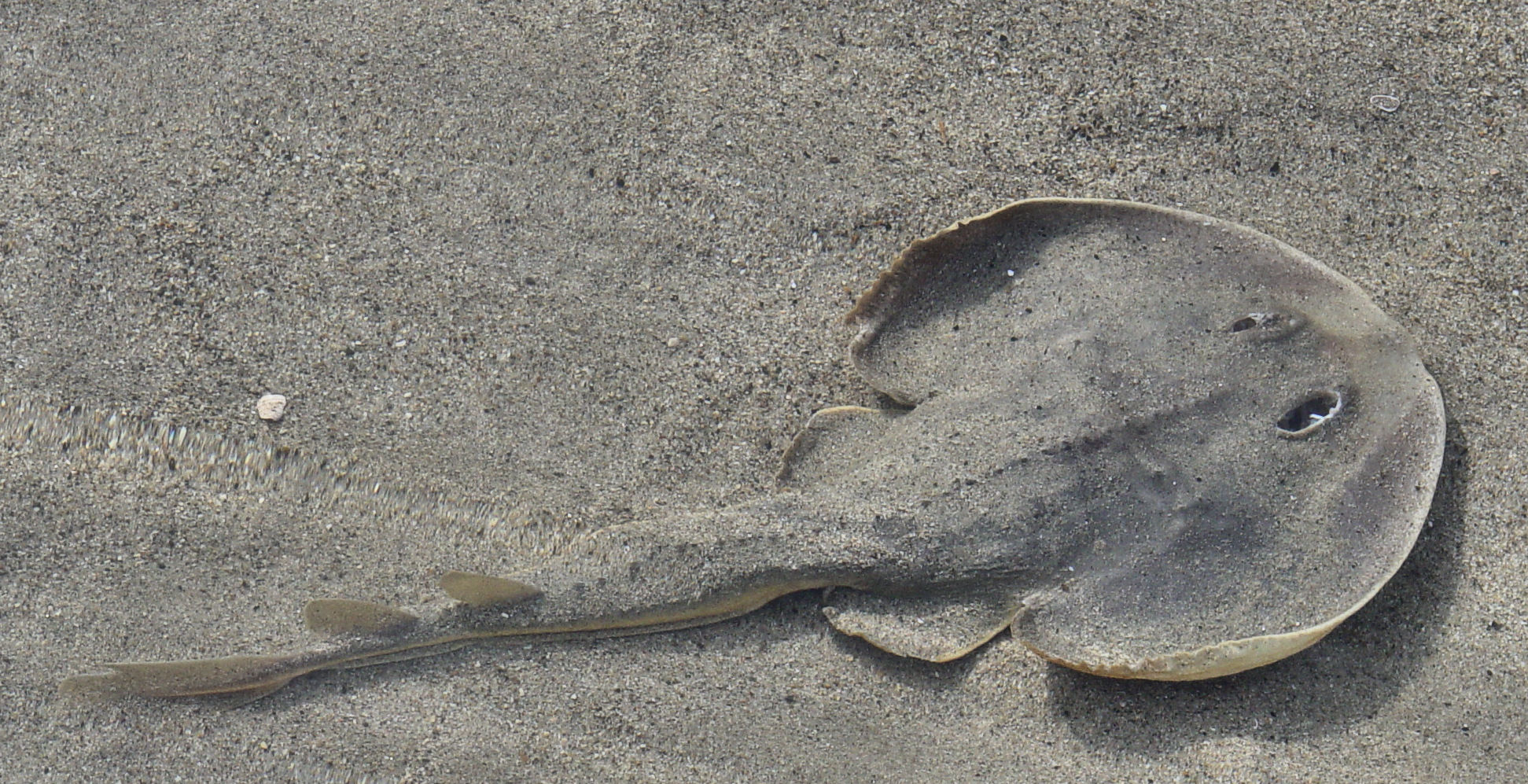 Skate in tidal pool