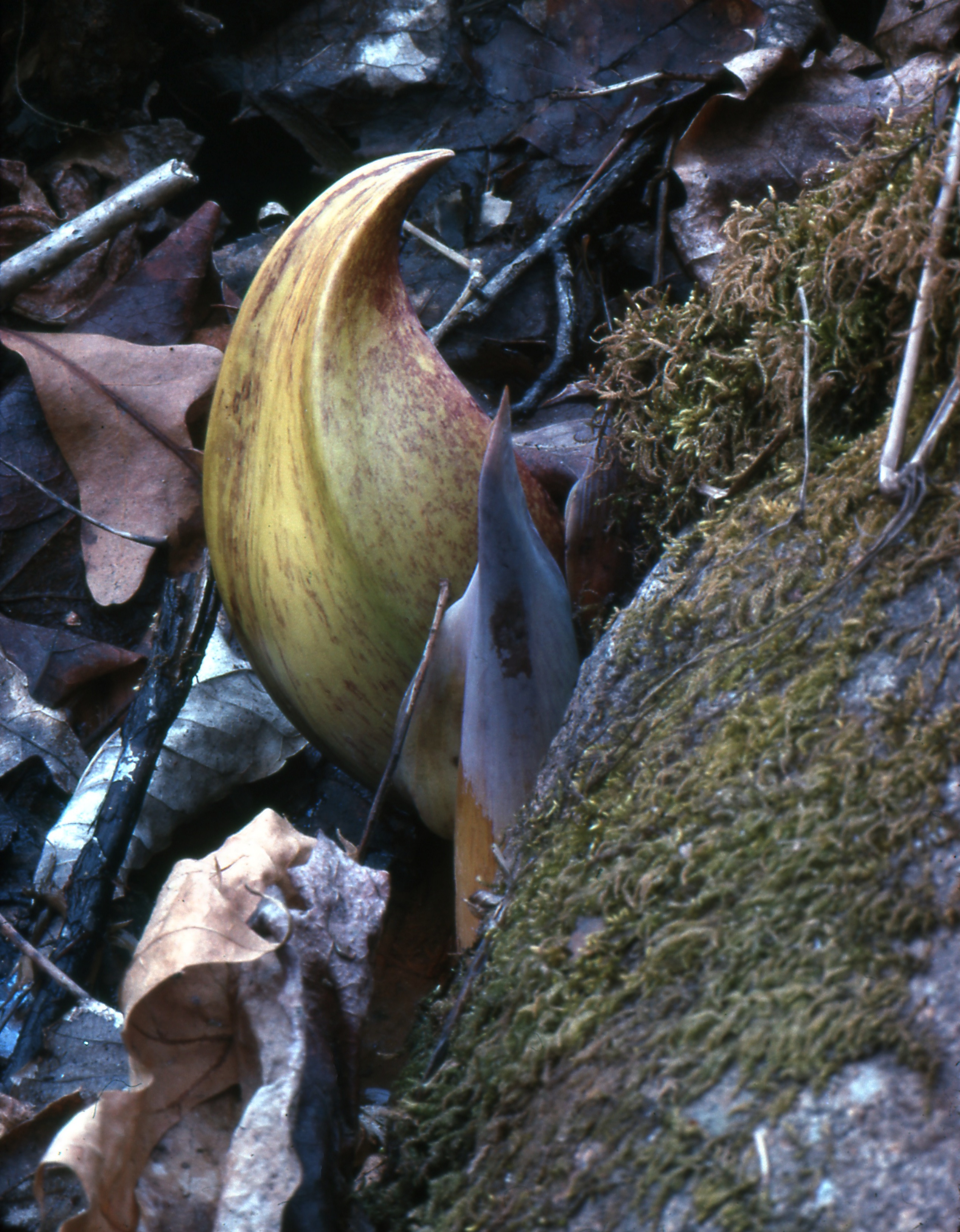 Skunk Cabbage in the Forest