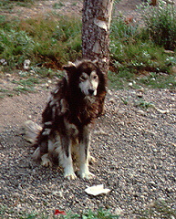 Alaskan sled dog