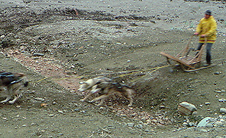Alaskan sled dog