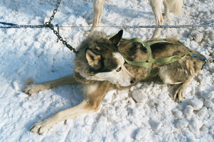 Resting Sled Dog
