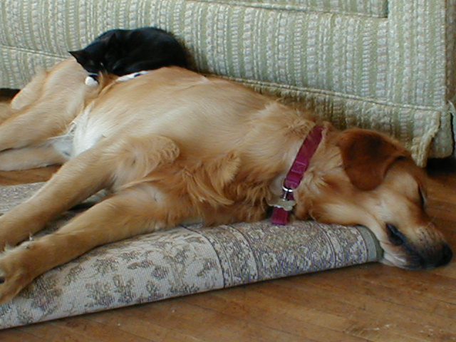 sleepingbeauties2.jpg