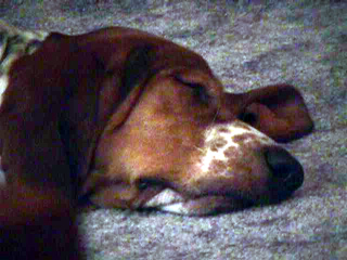 Whitney the sleeping bassett hound