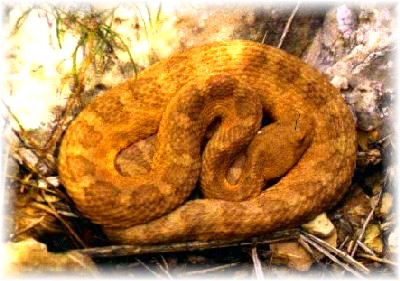 Grand Canyon rattlesnake