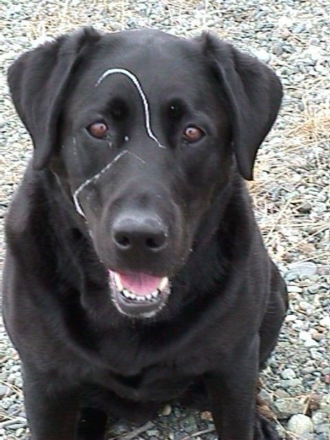 Slobbery Labrador Retriever