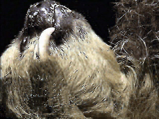 Hoffman's Sloth in the Central Florida Zoo Florida