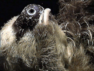 Hoffman's Sloth in the Central Florida Zoo Florida