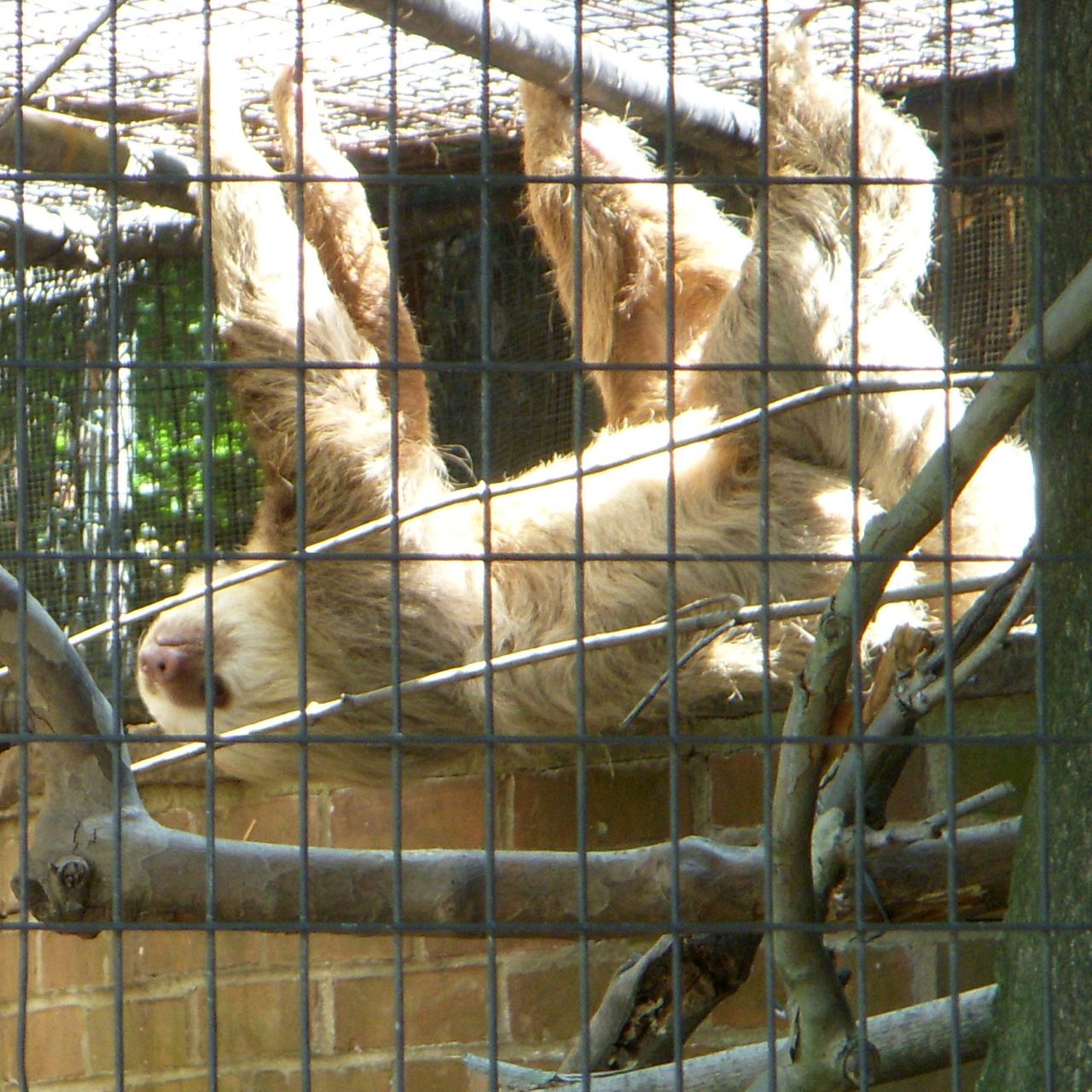 Two Toed Sloth Brandywine Zoo