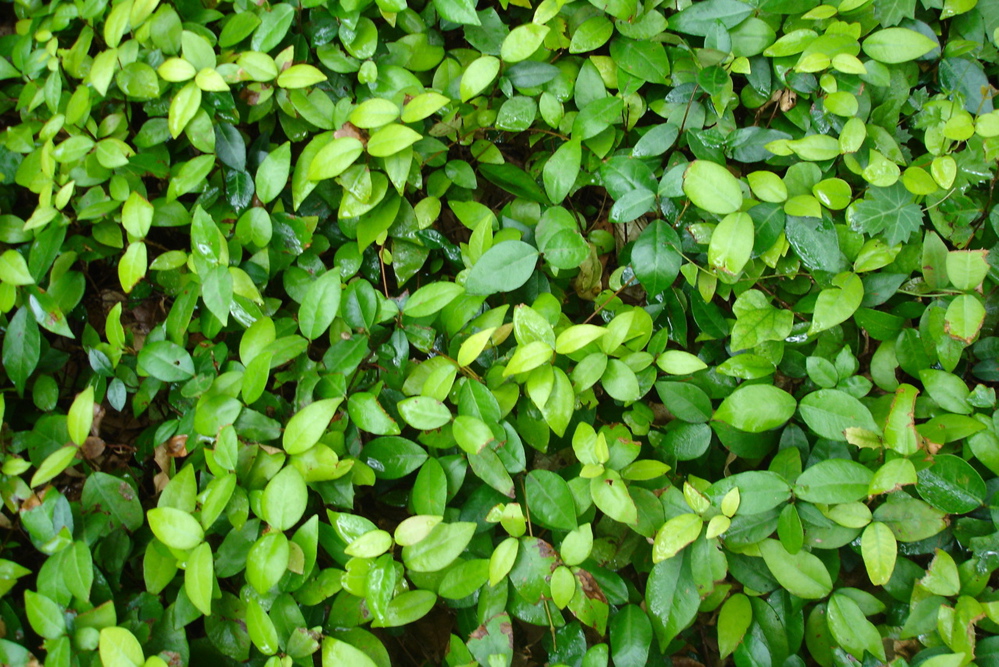 Small Leaves