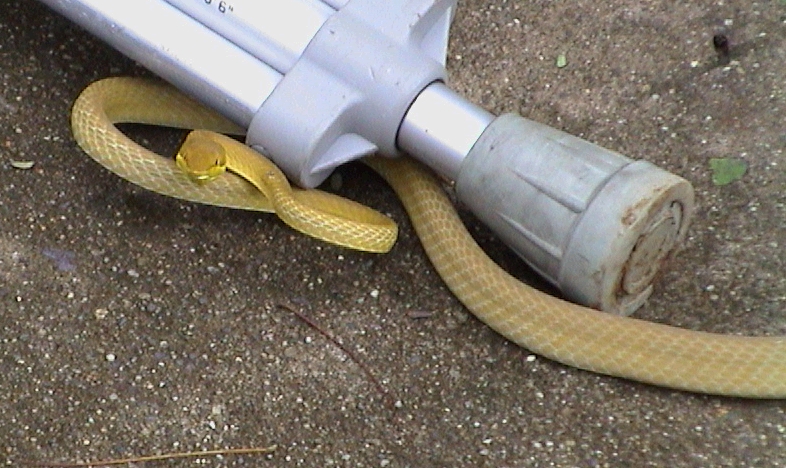 Snake found in a tree at West Bay Lodge.