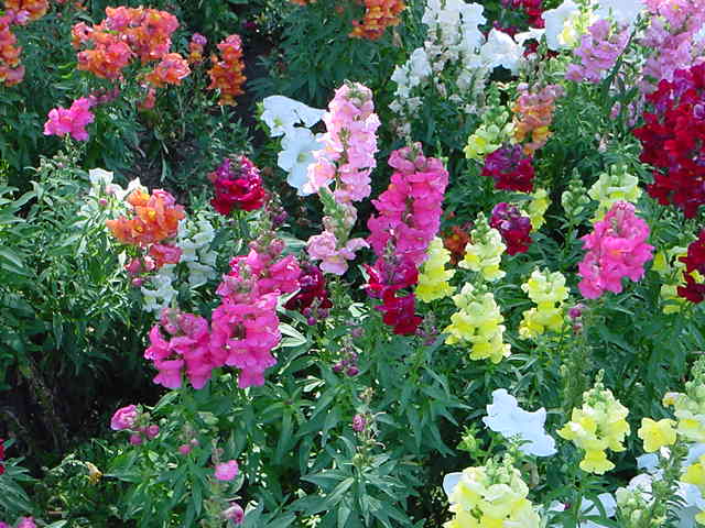 snapdragons.jpg