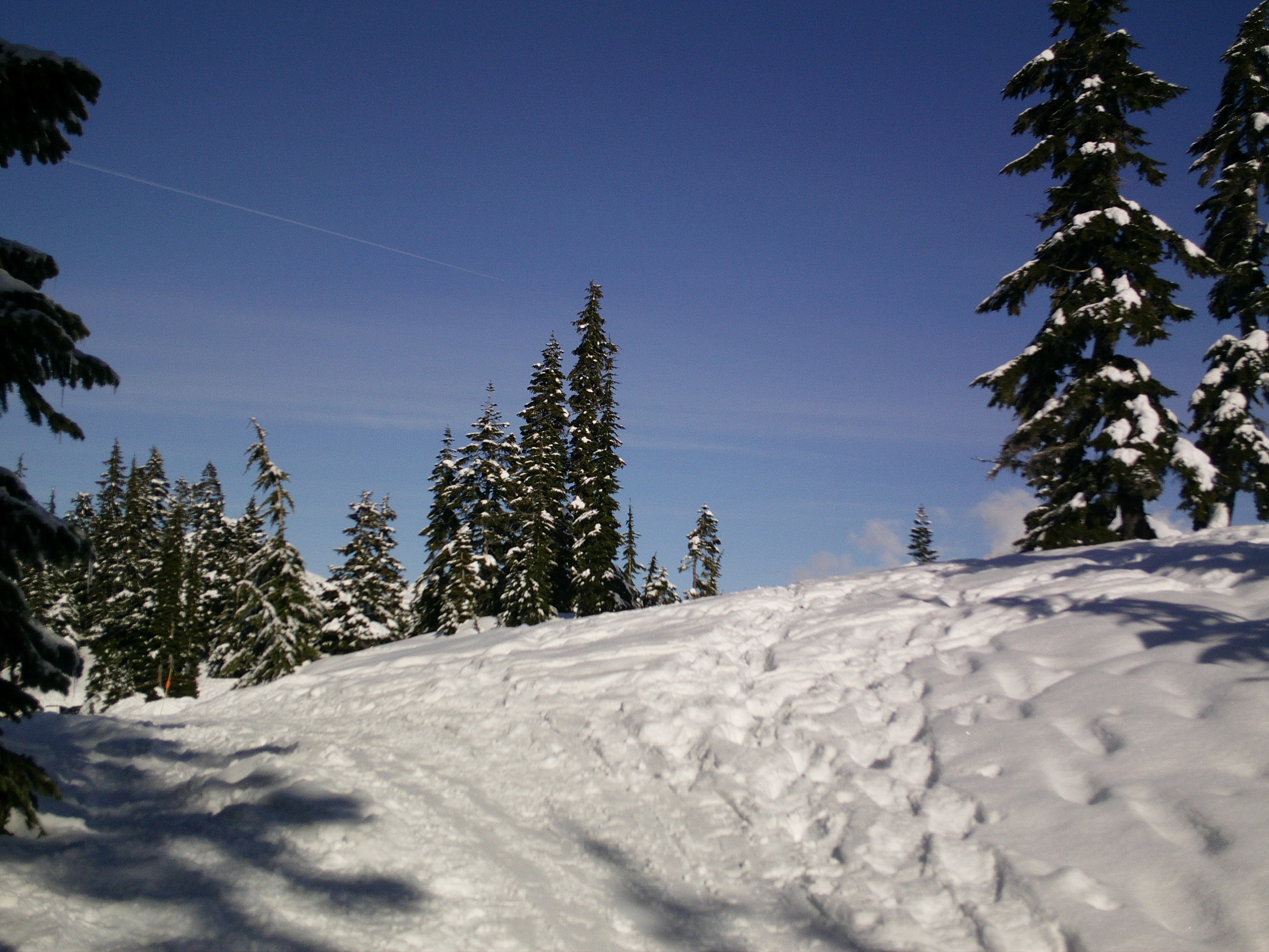 Snow and Trees