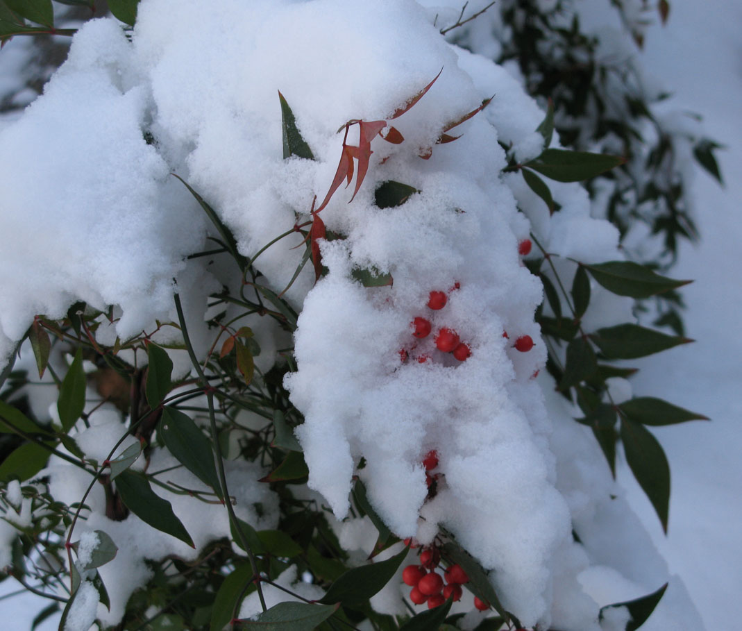 Snowberries