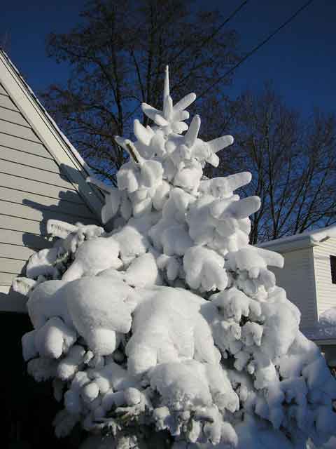 snowcoveredspruce.jpg