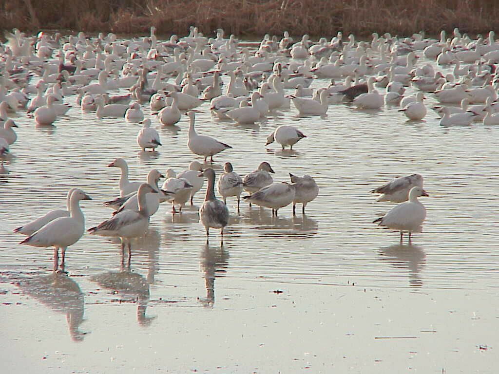 Snow Geese