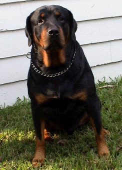 Sonny, a Rottweiler waiting for attention