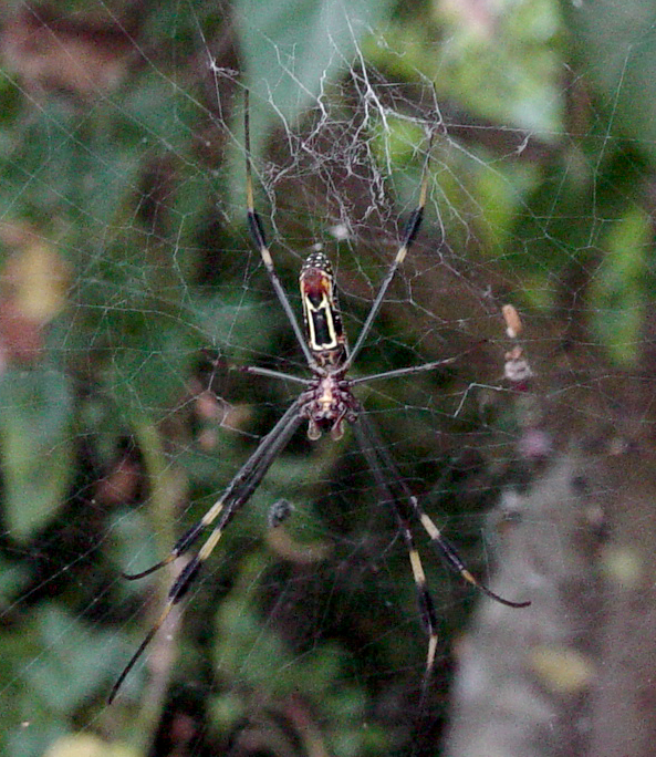 Underside of a Golden-silk spider