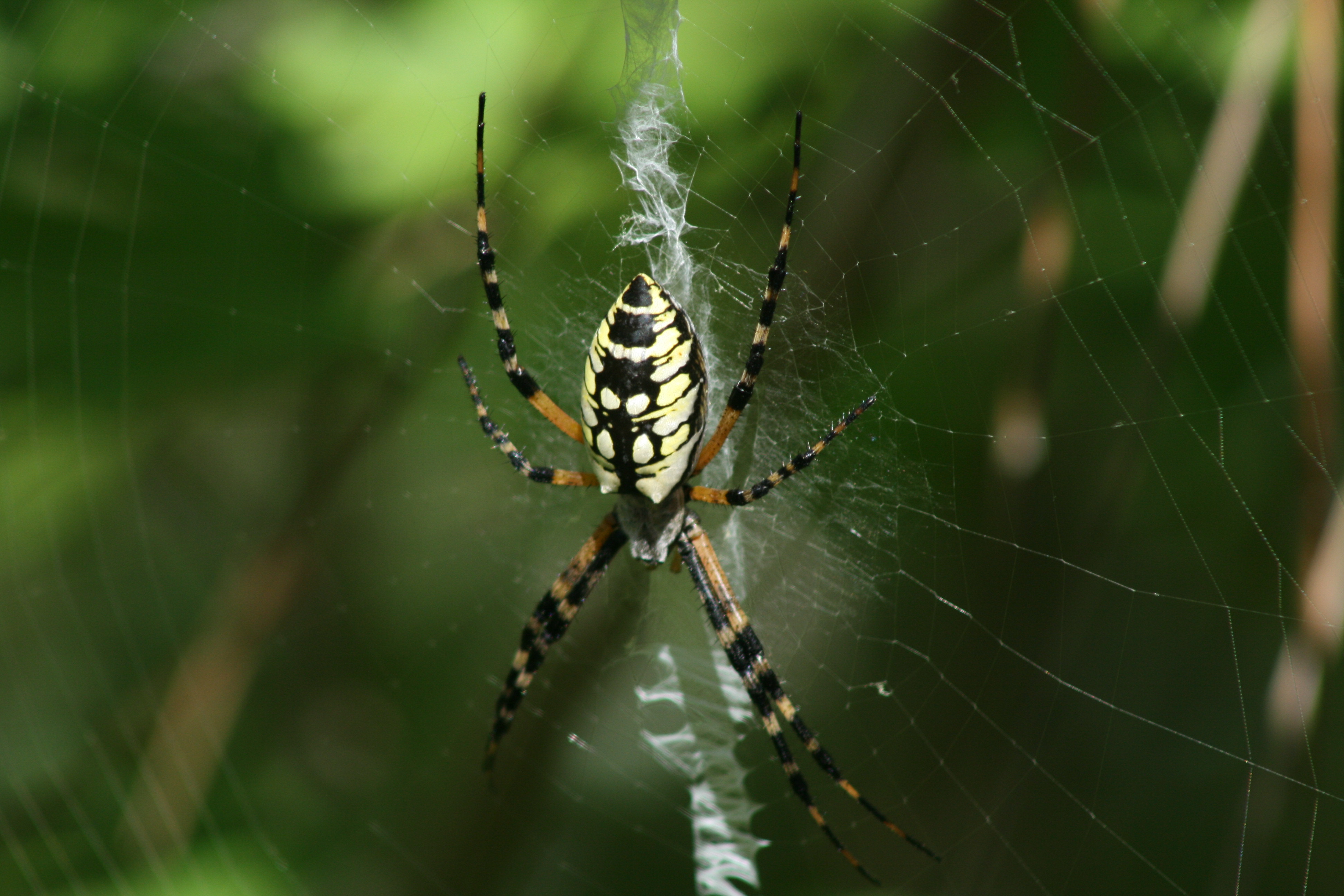 Spider Web Life