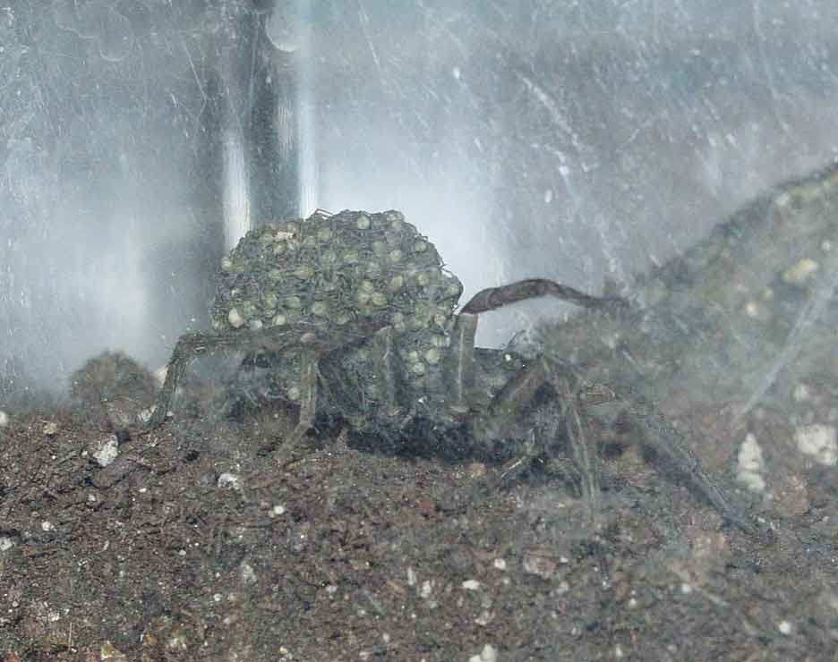 Spider Babies hitch a ride on their Mom's back