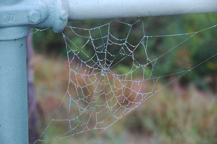 Early morning spiderweb