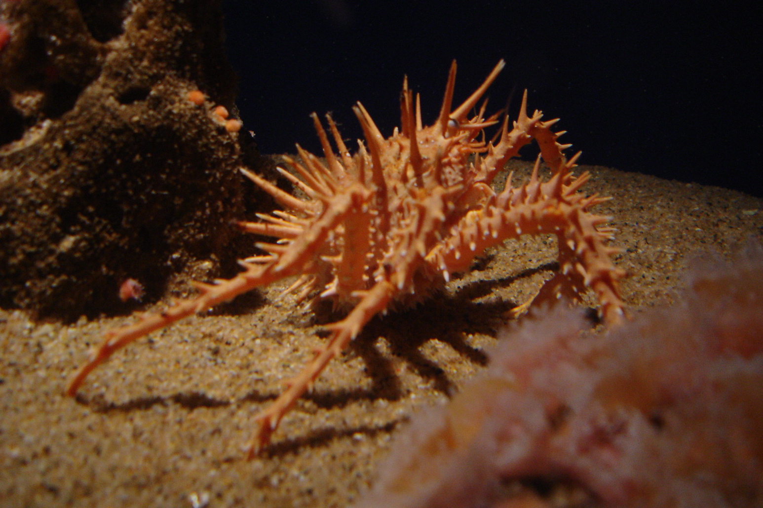 Spiny Crab