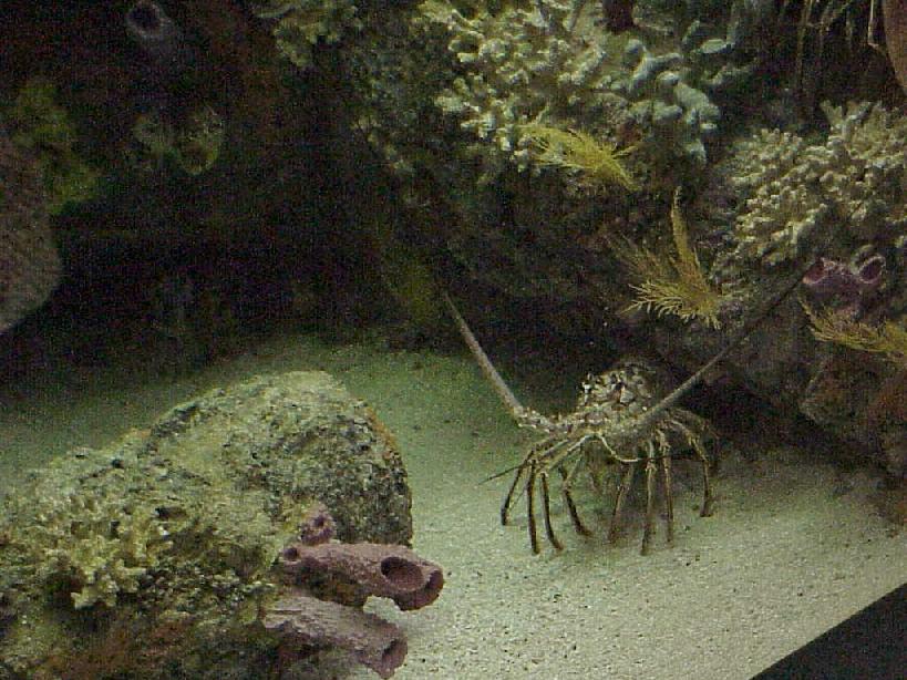 spinylobster.jpg