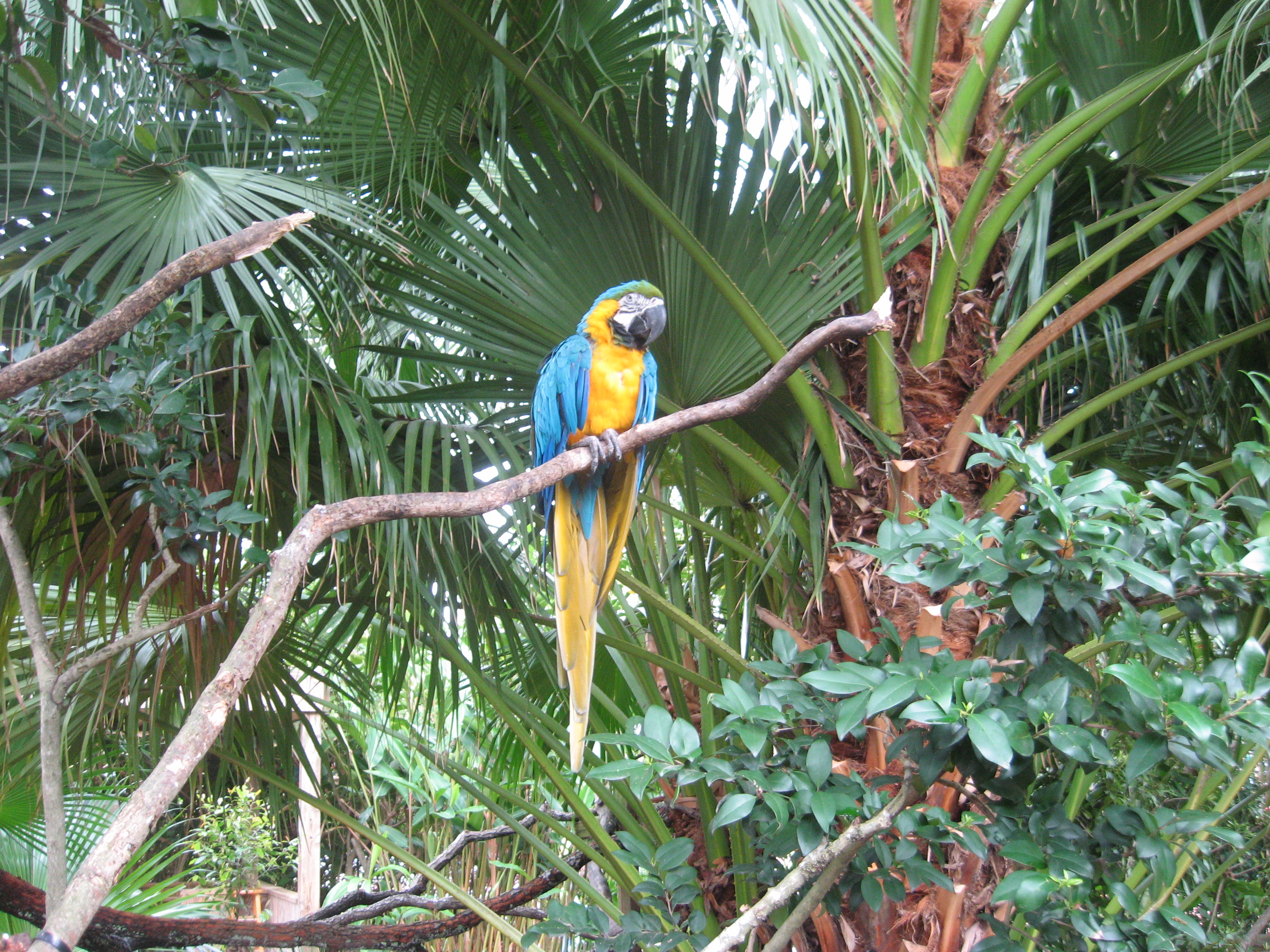 Macaw