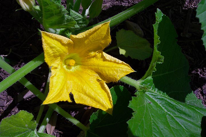 The flower of a squash plant in a garden.