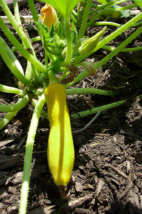 squashplant.jpg