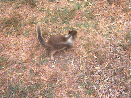 Squirrel on the California Coast near Monterey, California