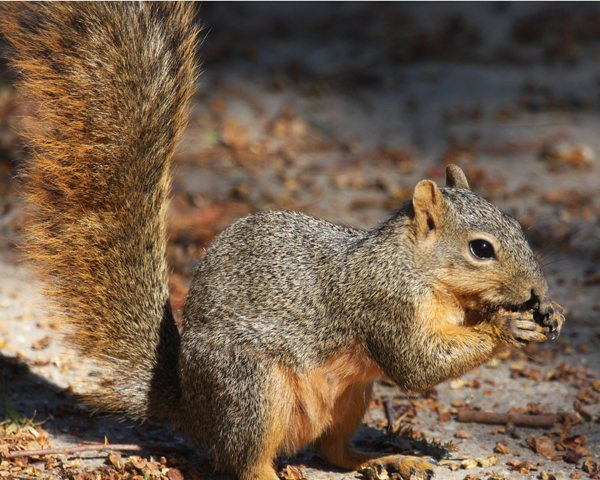 Squirrel Eating in the Park