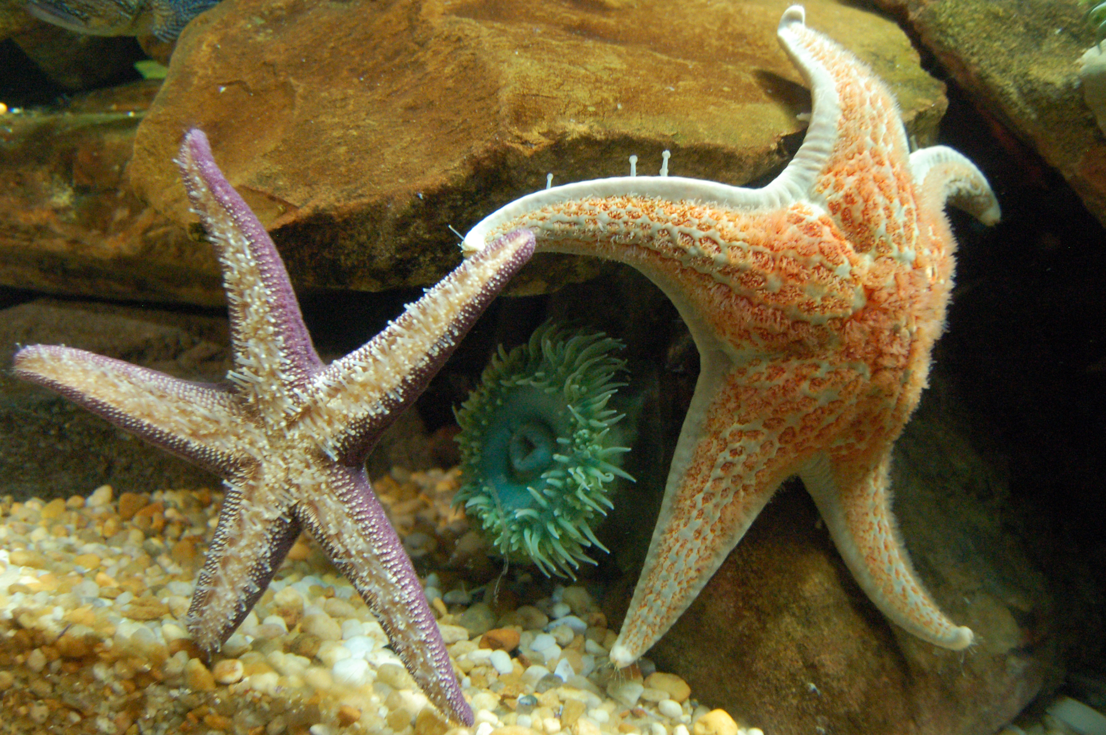 Sea Stars and anemone